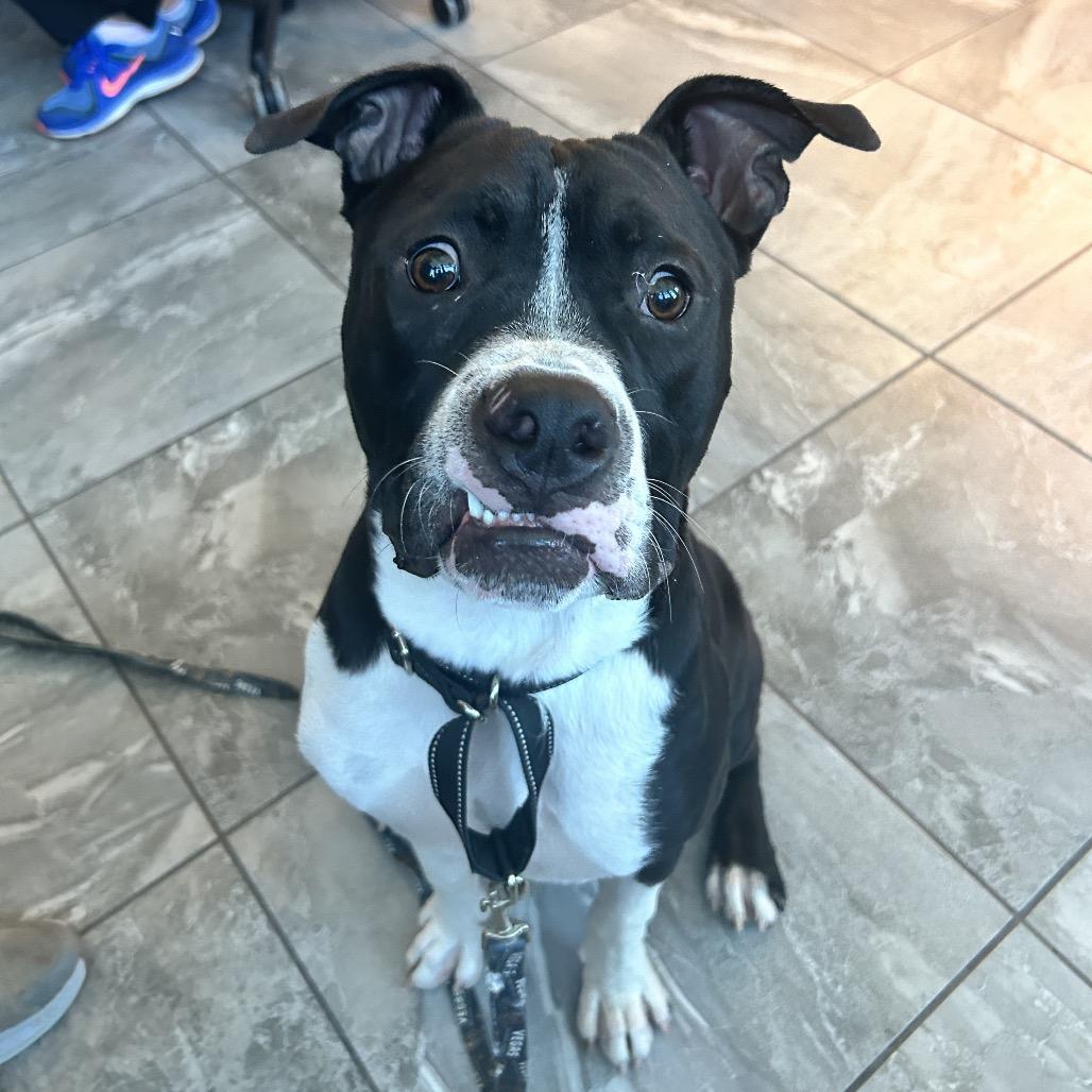 Enlarge Frootloop, a Adoptable mixed breed in Las Vegas, NV image 3/6