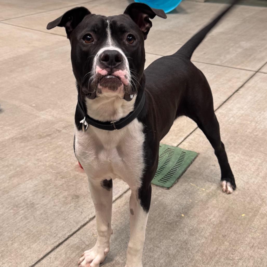Enlarge Frootloop, a Adoptable mixed breed in Las Vegas, NV image 5/6