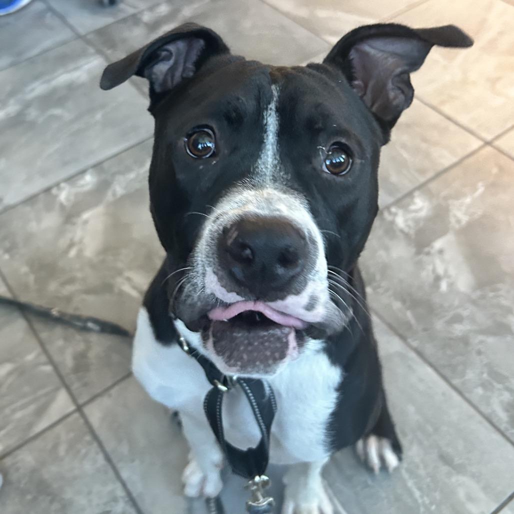 Enlarge Frootloop, a Adoptable mixed breed in Las Vegas, NV image 6/6