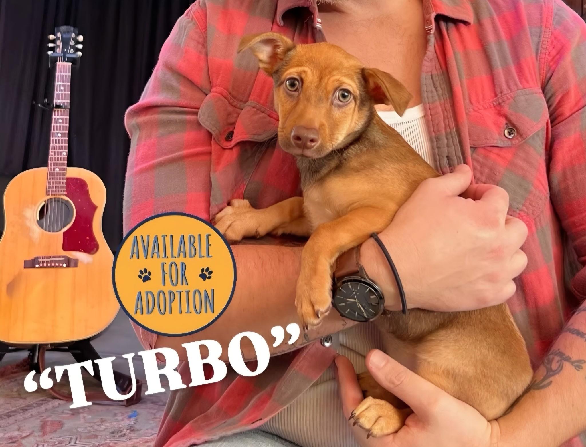 Turbo, ADOPTABLE, Puppy Male Terrier & Chihuahua.