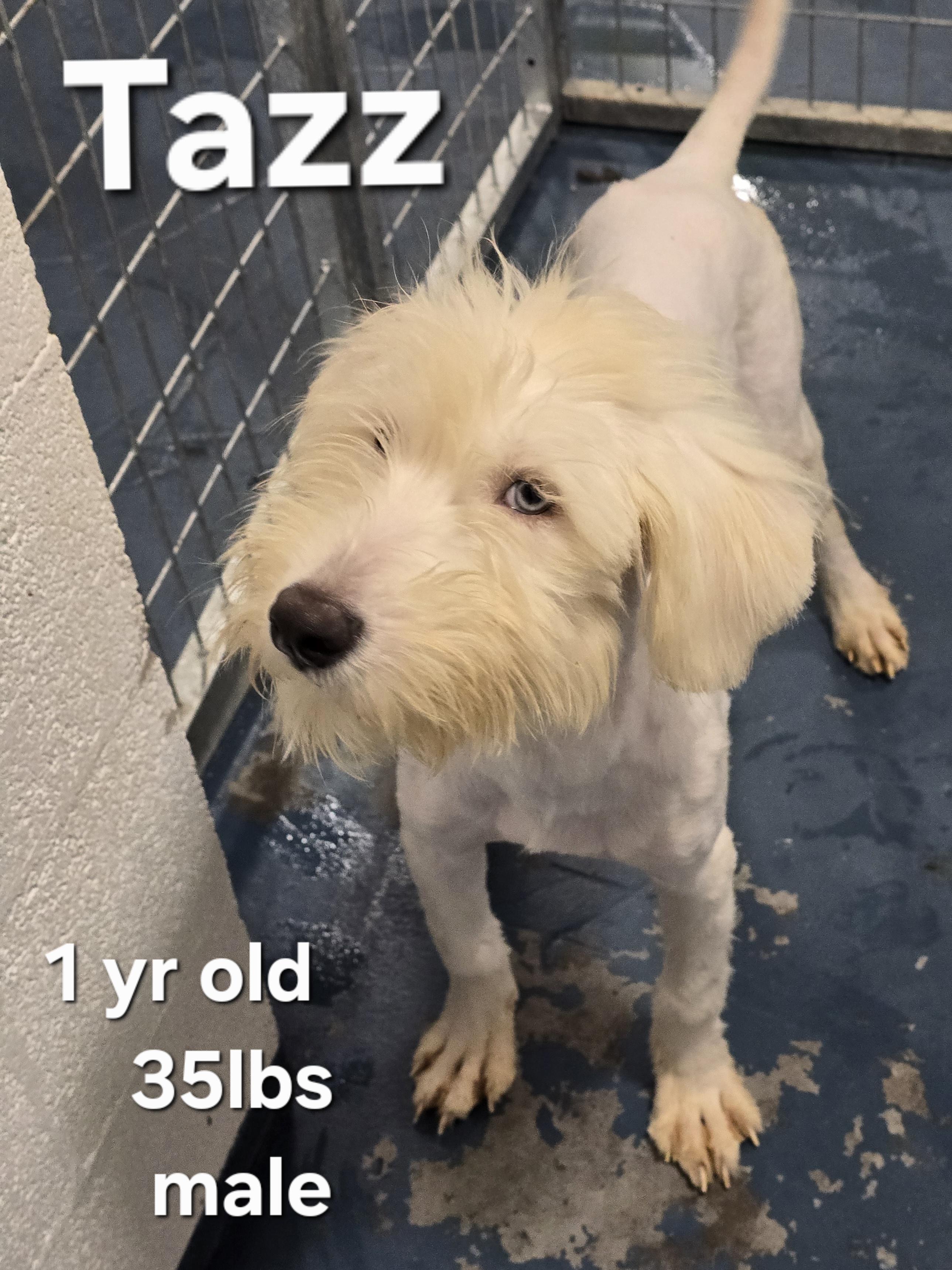 Tazz