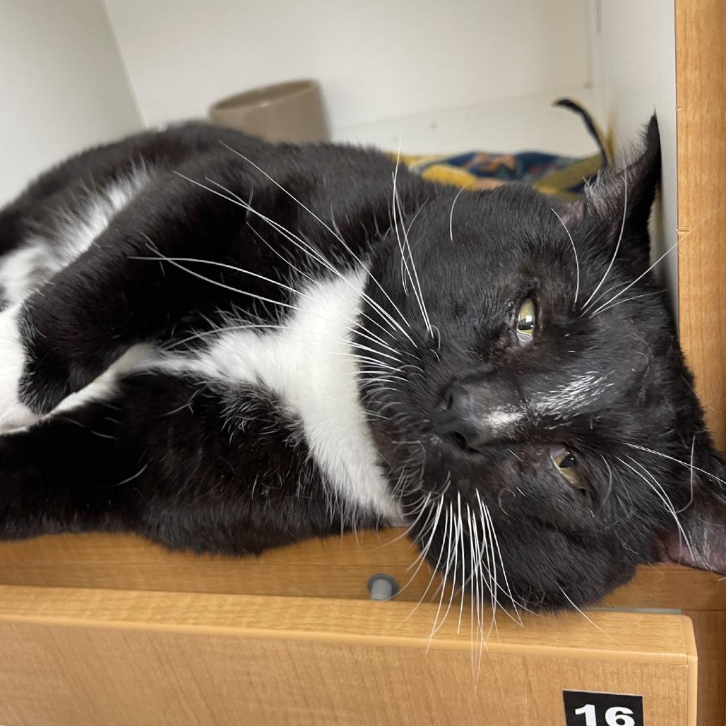 Snoopy, Adoptable, Adult Male Domestic Short Hair.