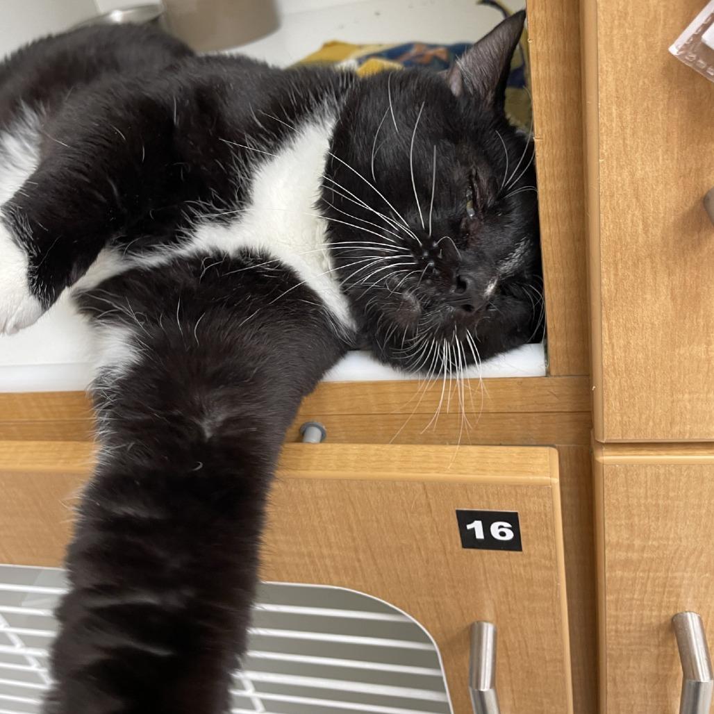 Enlarge Snoopy, a Adoptable Domestic Short Hair in Champaign, IL image 2/6