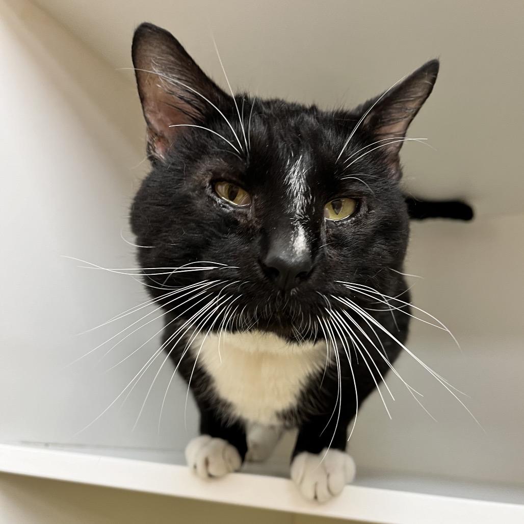 Enlarge Snoopy, a Adoptable Domestic Short Hair in Champaign, IL image 3/6
