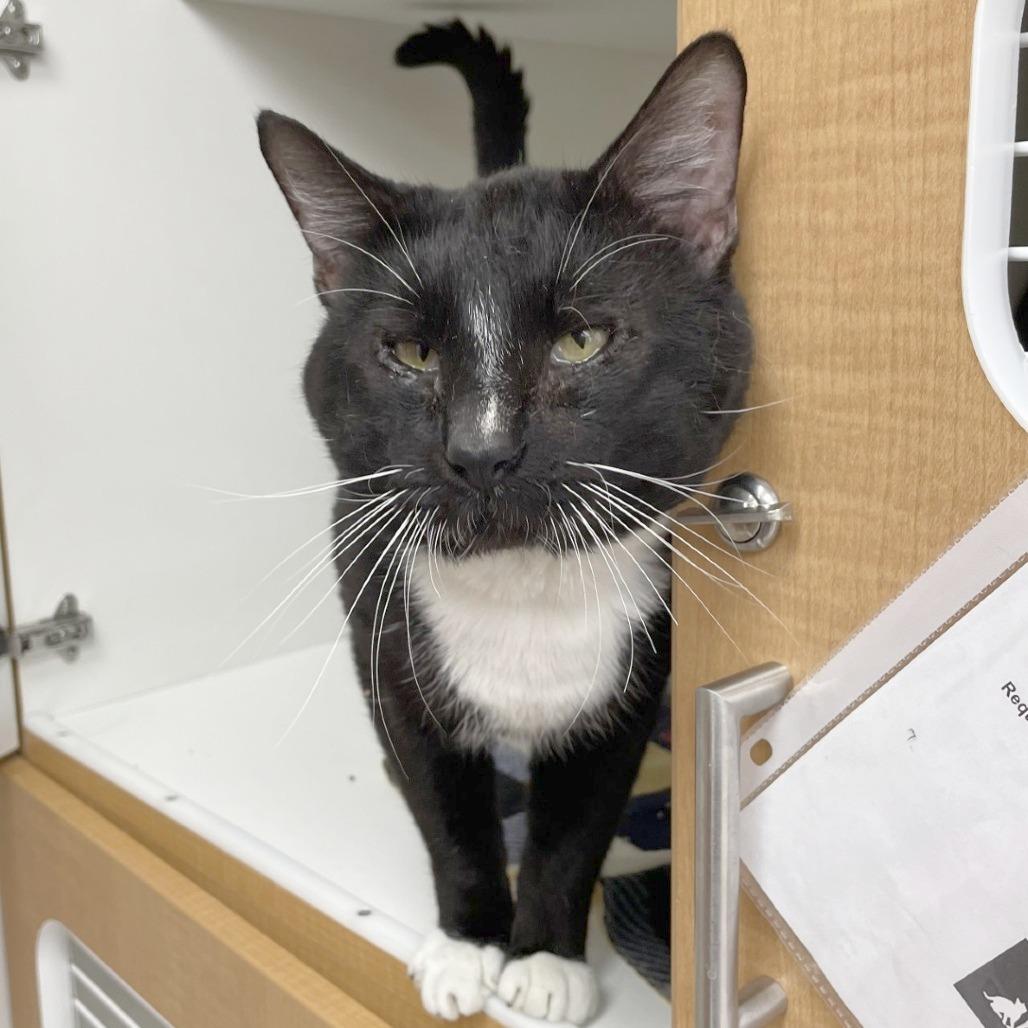 Enlarge Snoopy, a Adoptable Domestic Short Hair in Champaign, IL image 4/6