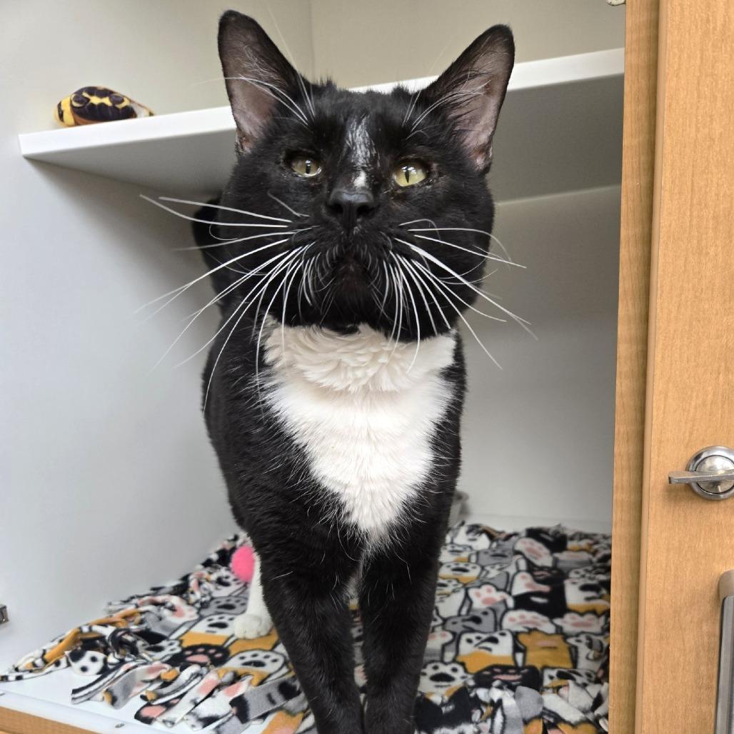 Enlarge Snoopy, a Adoptable Domestic Short Hair in Champaign, IL image 5/6
