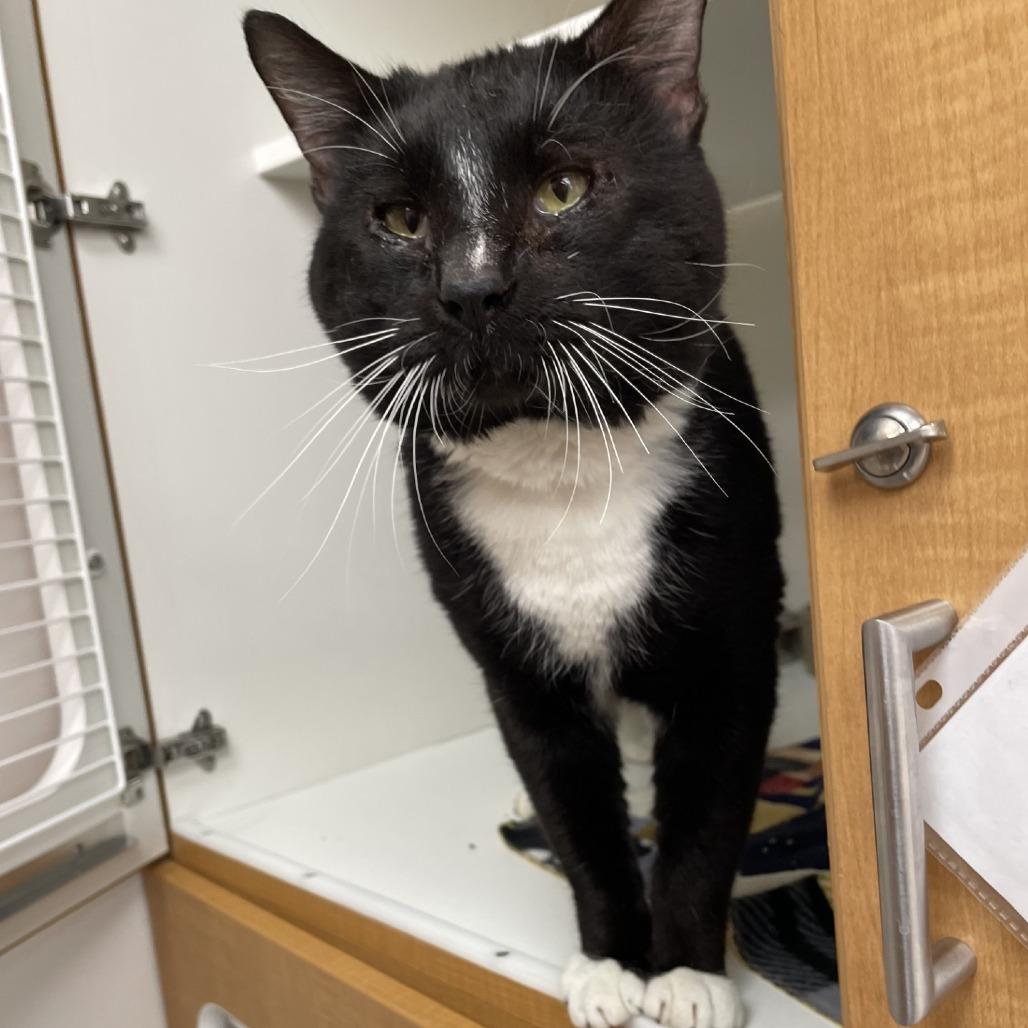 Enlarge Snoopy, a Adoptable Domestic Short Hair in Champaign, IL image 6/6