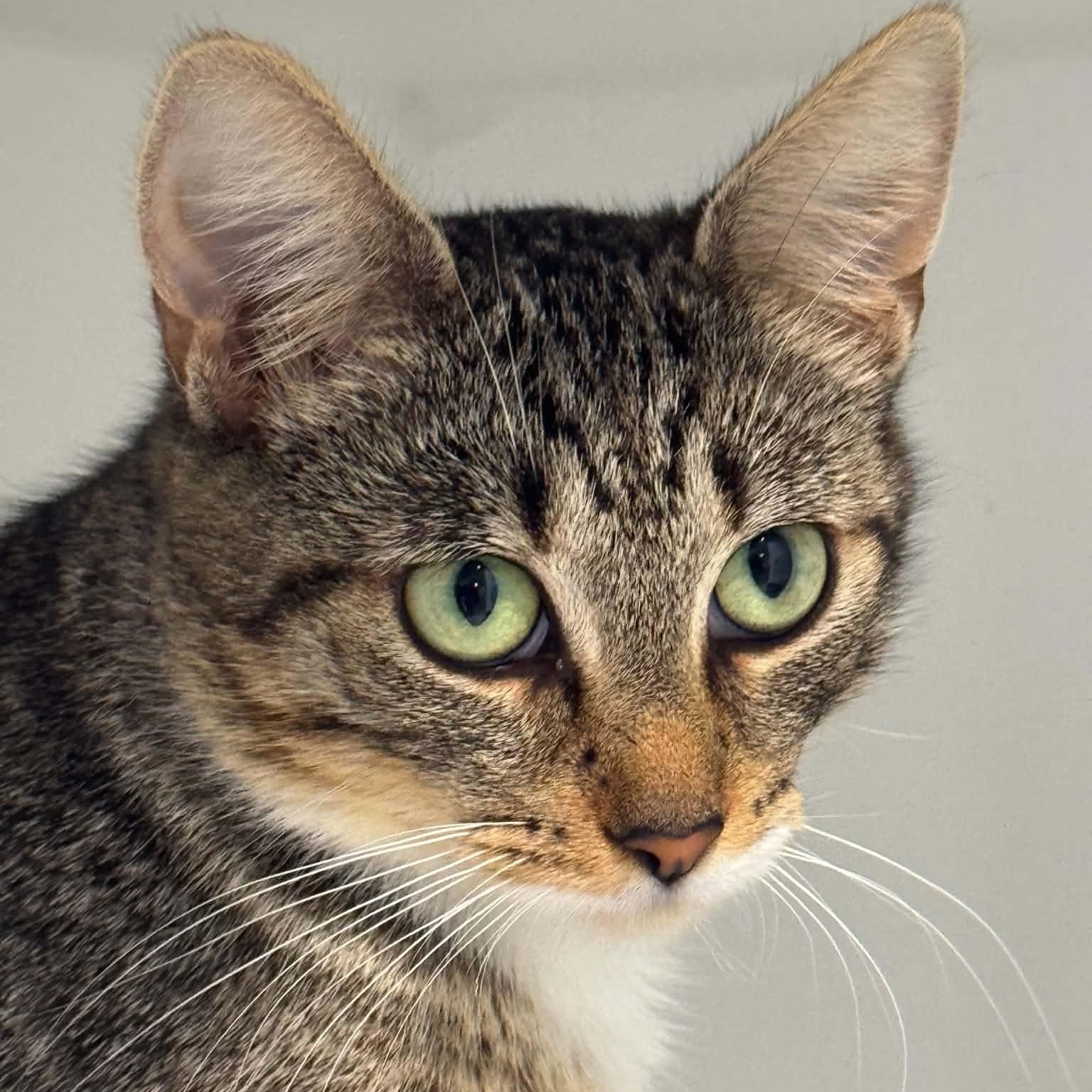 Enlarge Amelia, a Adoptable American Shorthair in Danbury, CT image 4/4