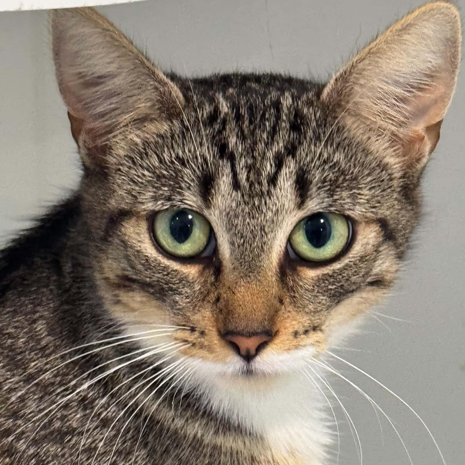 Enlarge Amelia, a Adoptable American Shorthair in Danbury, CT image 3/4