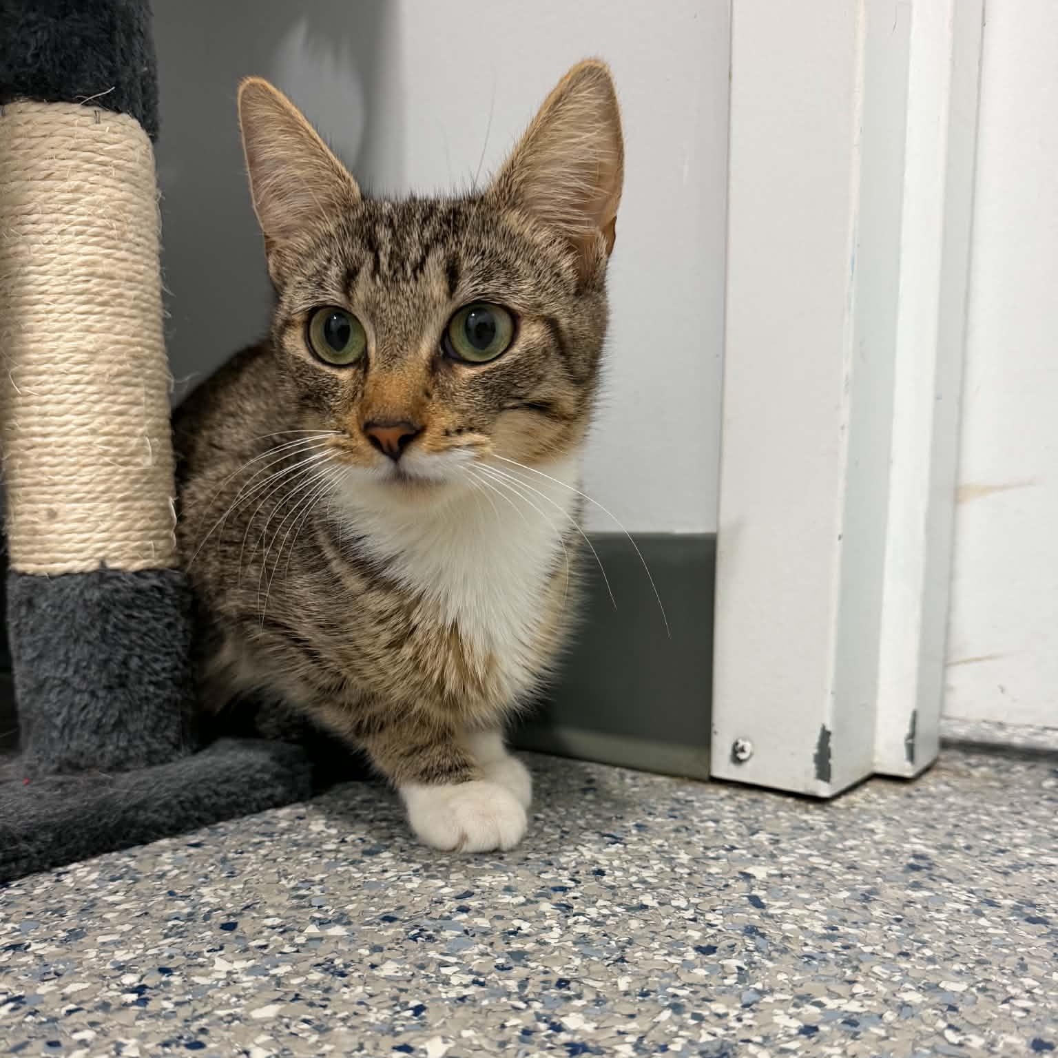 Enlarge Amelia, a Adoptable American Shorthair in Danbury, CT image 2/4