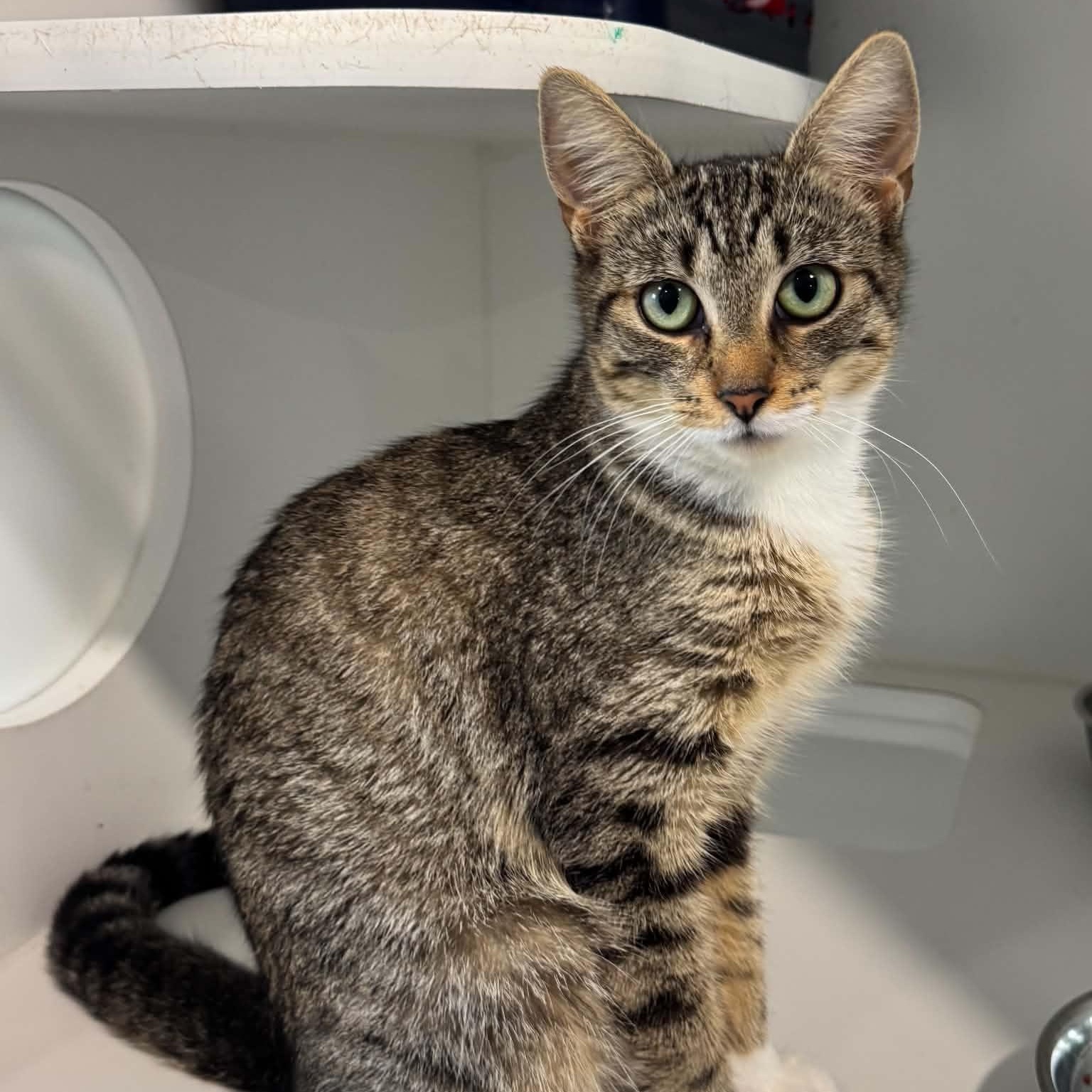 Amelia, Adoptable, Young Female American Shorthair.