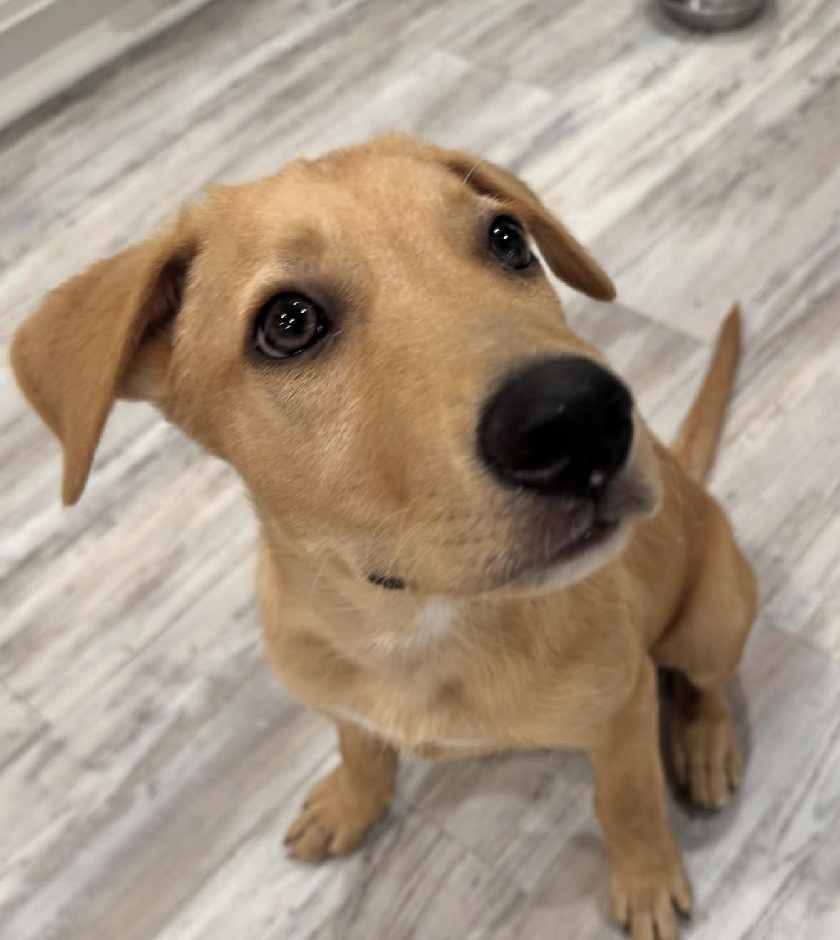 Lucky, a Adoptable mixed breed in Pasadena, CA image 3/4