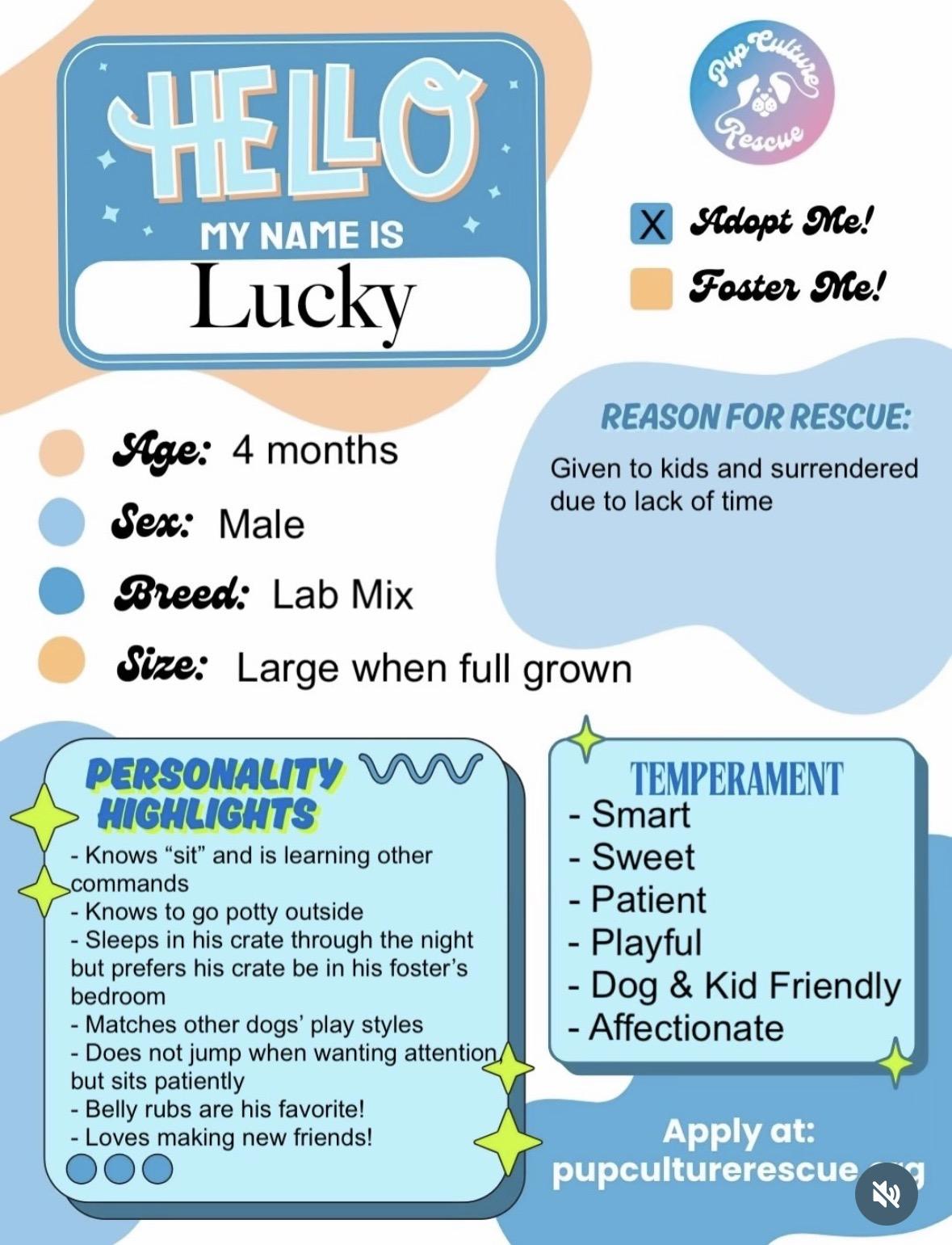Lucky, a Adoptable mixed breed in Pasadena, CA image 2/4