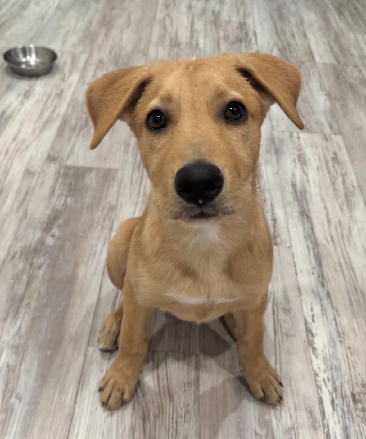 Lucky, Adoptable, Puppy Male Labrador Retriever.