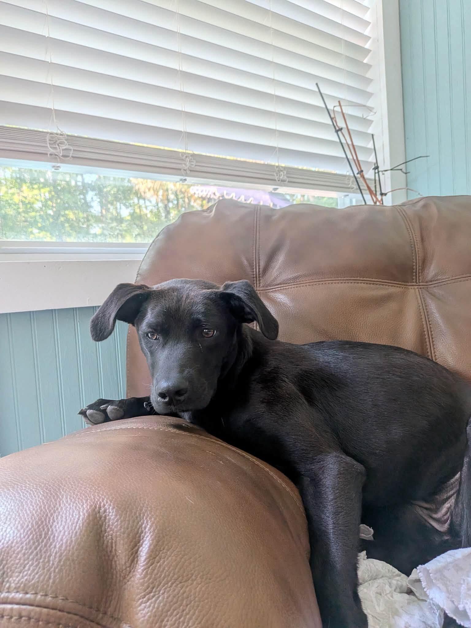 Gypsy, ADOPTABLE, Young Female Black Labrador Retriever.