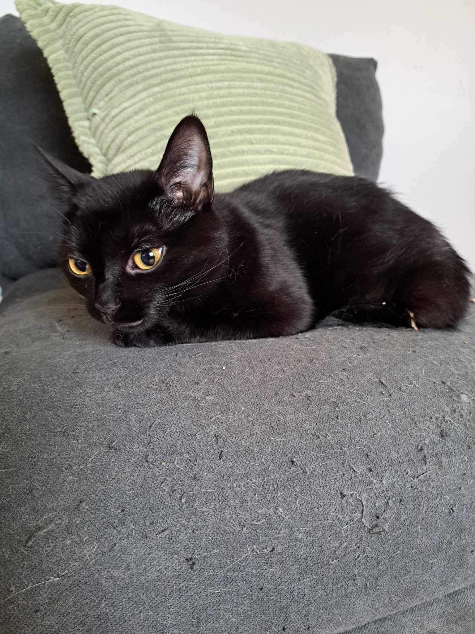 Kaltain, Adopted, Adult Female Siamese.