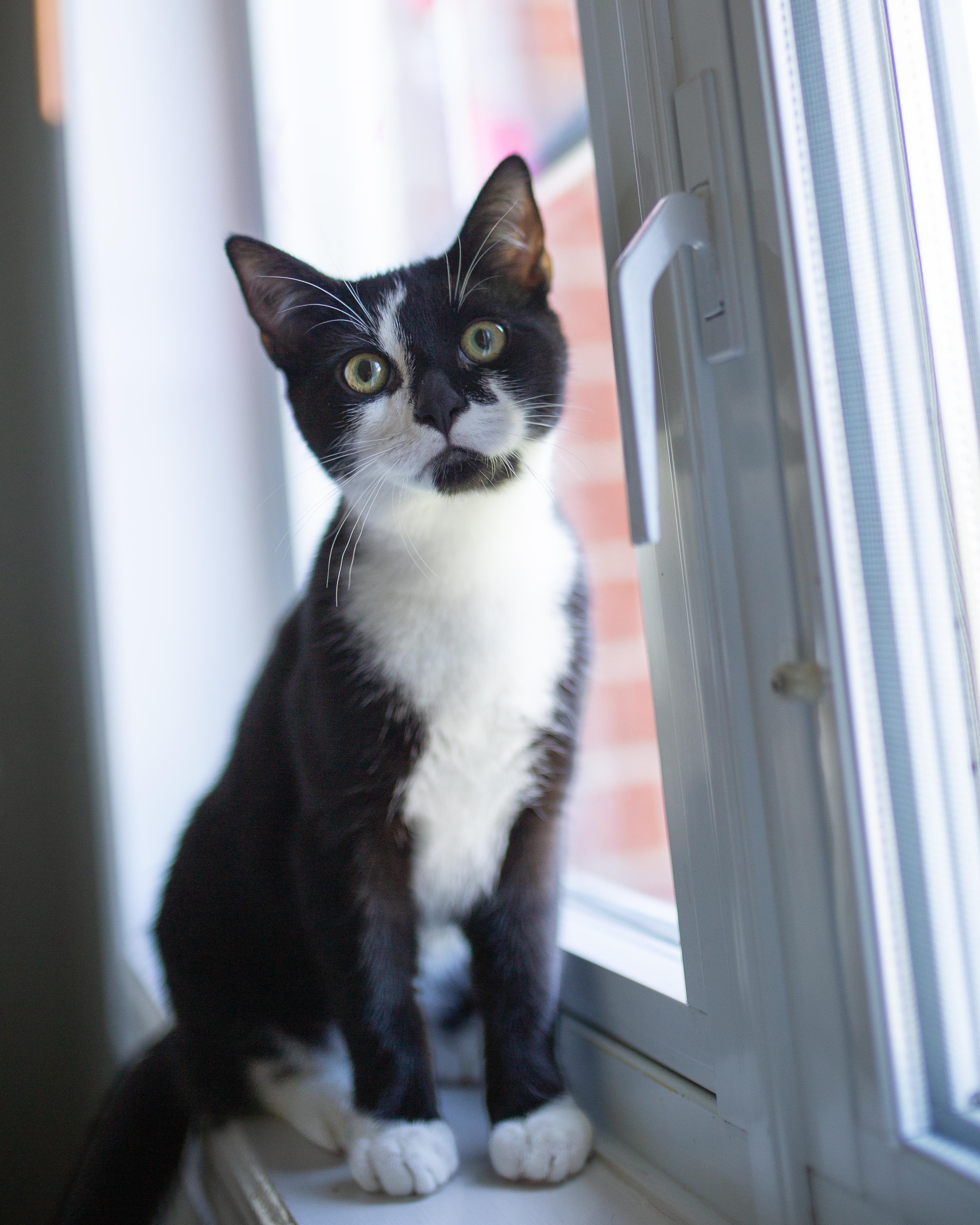 Enlarge Béatrice, a Adopted Domestic Short Hair in Wakefield, QC image 2/6