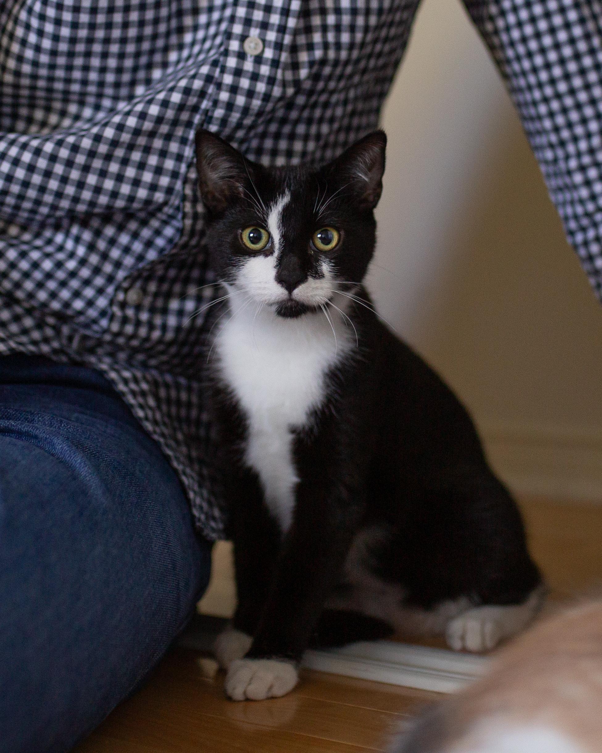 Enlarge Béatrice, a Adopted Domestic Short Hair in Wakefield, QC image 5/6