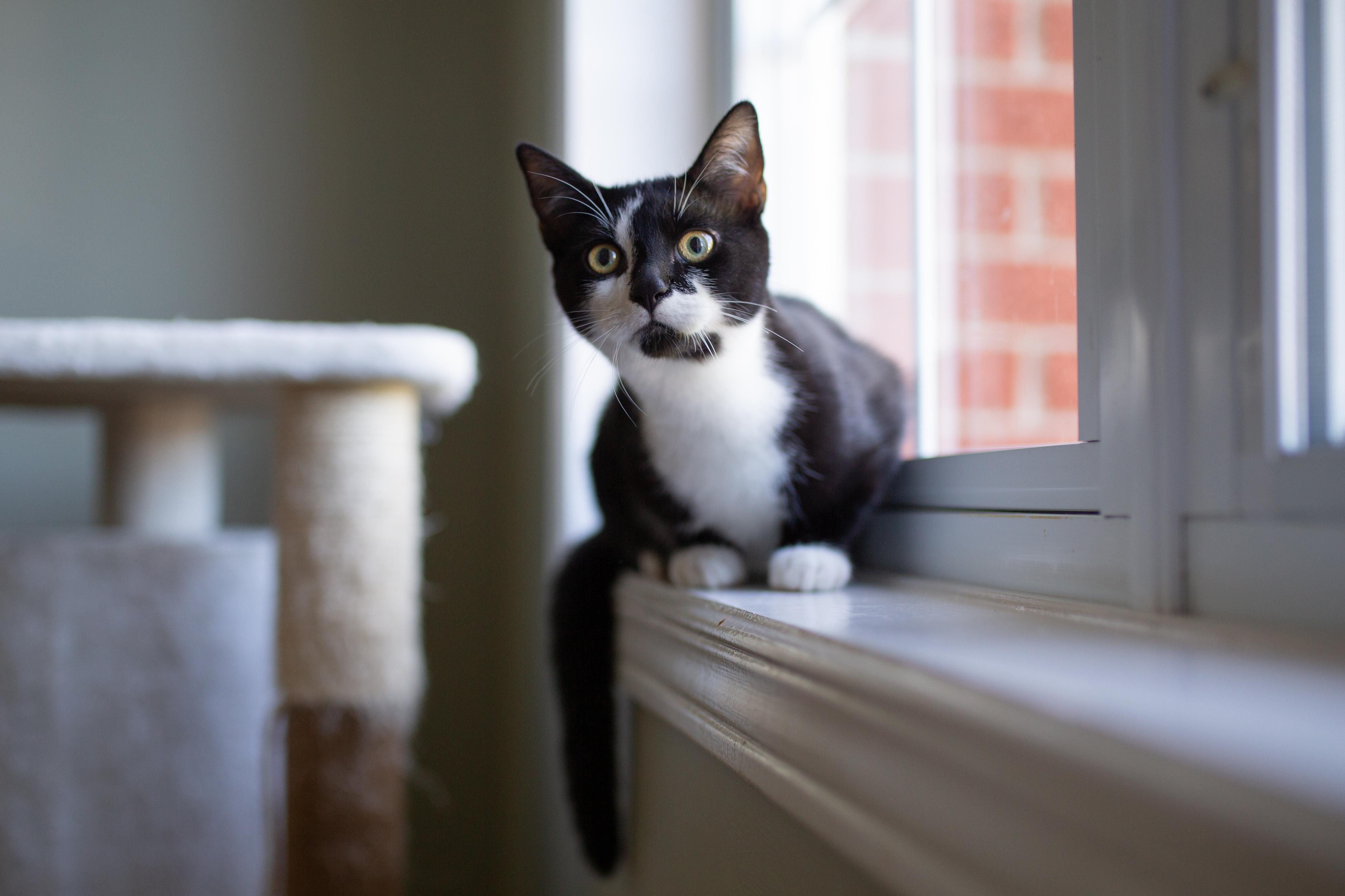 Enlarge Béatrice, a Adopted Domestic Short Hair in Wakefield, QC image 3/6