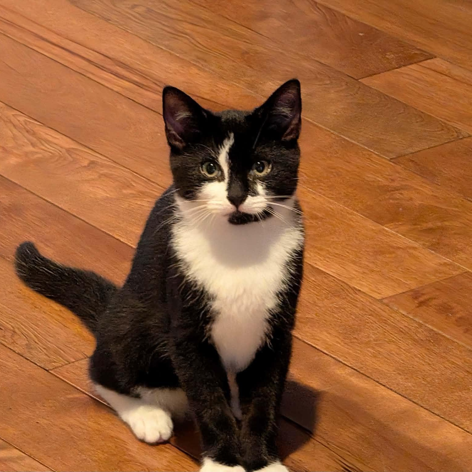 Enlarge Béatrice, a ADOPTABLE Domestic Short Hair in Wakefield, QC image 1/3