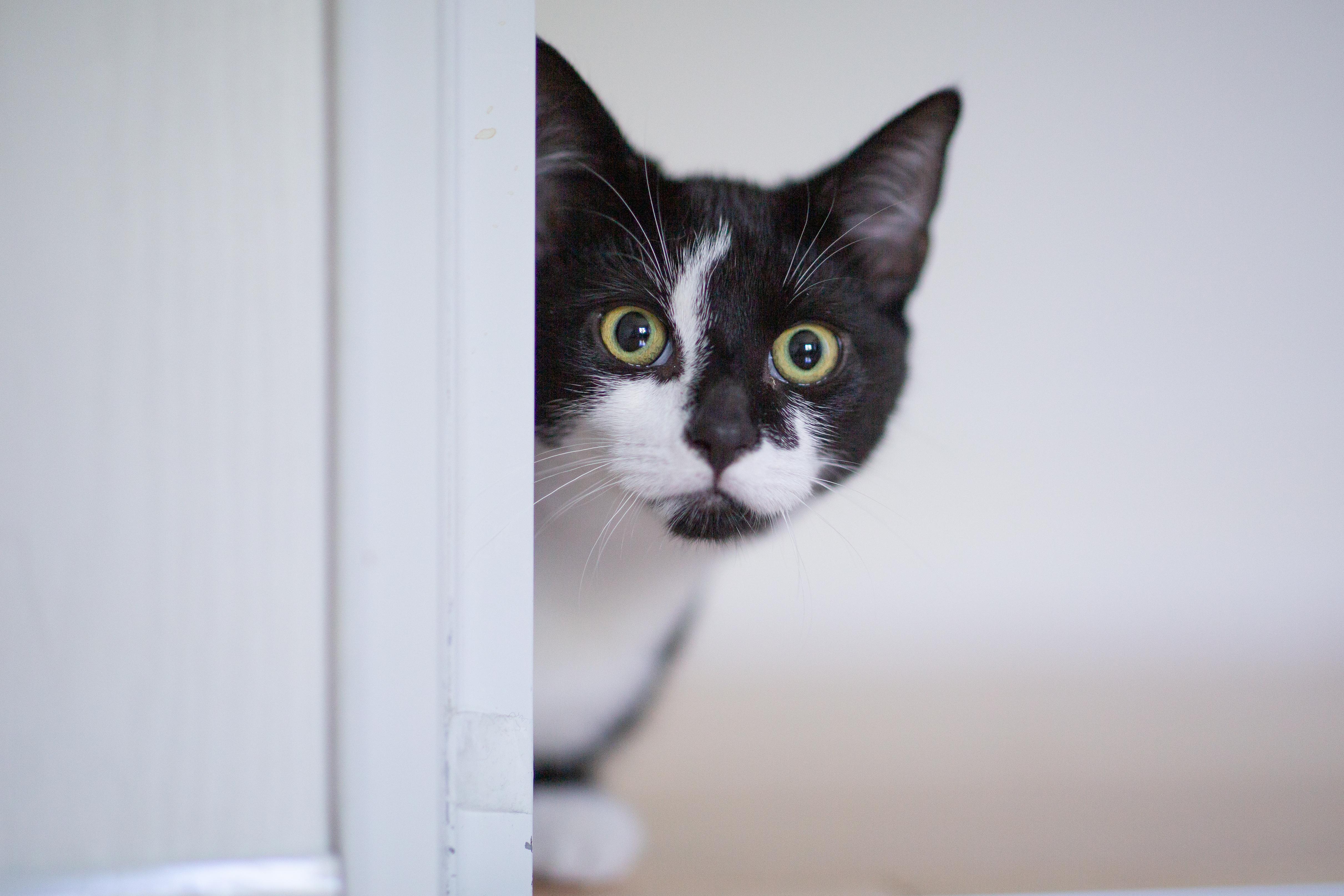 Béatrice, Adopted, Kitten Female Domestic Short Hair.