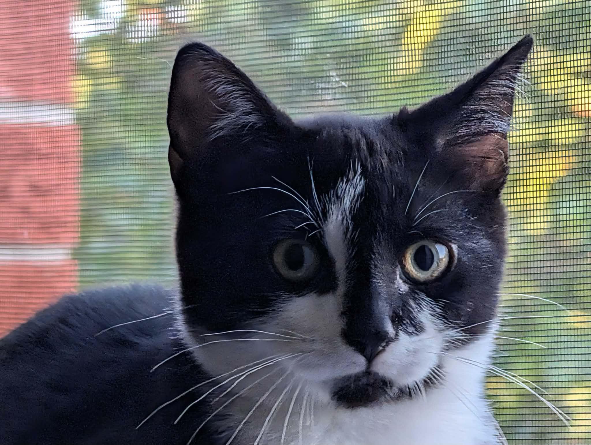 Enlarge Béatrice, a ADOPTABLE Domestic Short Hair in Wakefield, QC image 2/3