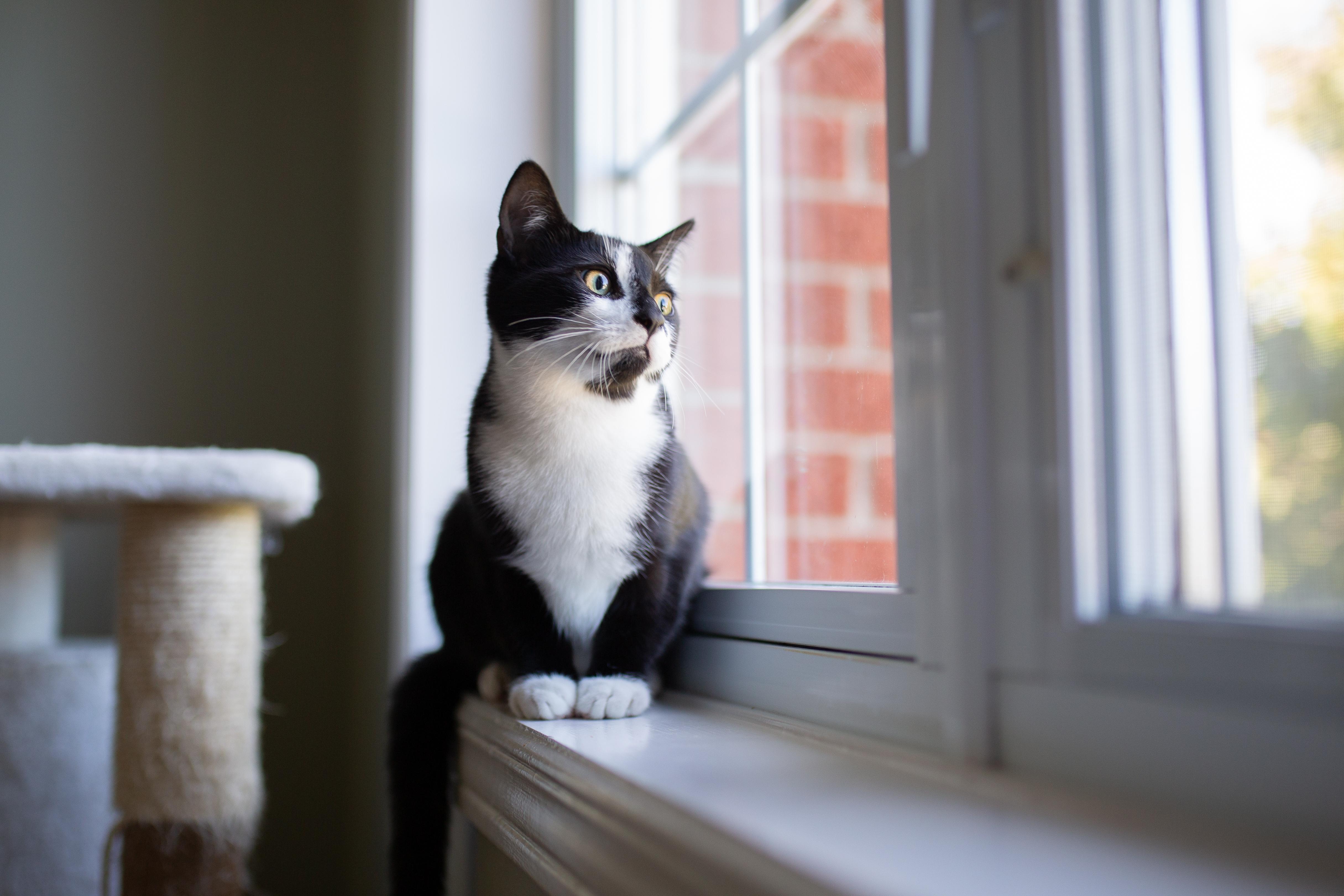 Enlarge Béatrice, a Adopted Domestic Short Hair in Wakefield, QC image 4/6
