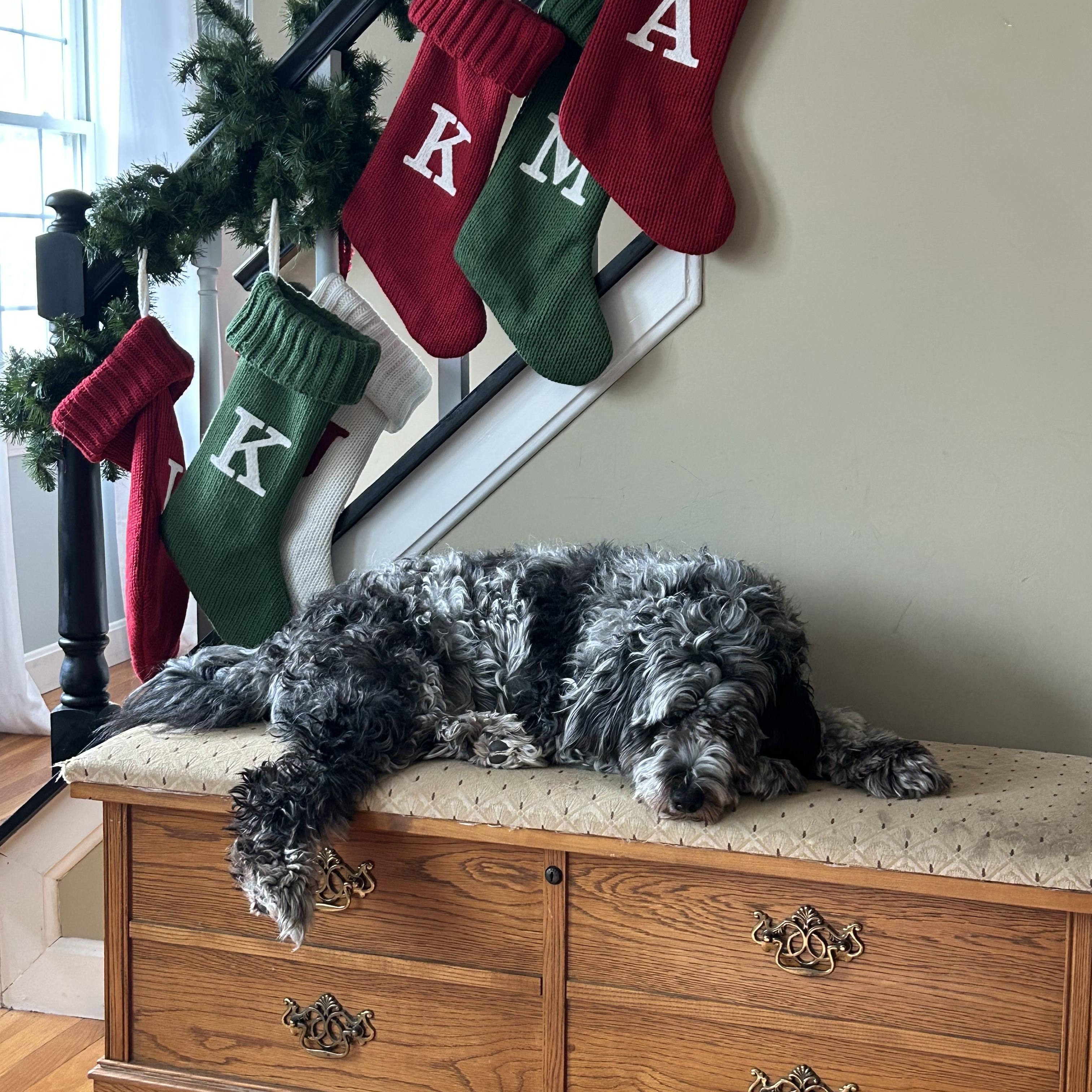 Enlarge Sebi (Sponsored), a ADOPTABLE Aussiedoodle in Plymouth, MA image 1/3