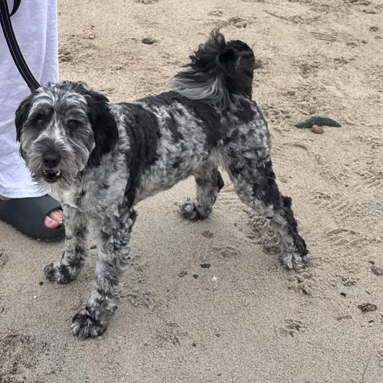 Enlarge Sebi (Sponsored), a ADOPTABLE Aussiedoodle in Plymouth, MA image 3/3