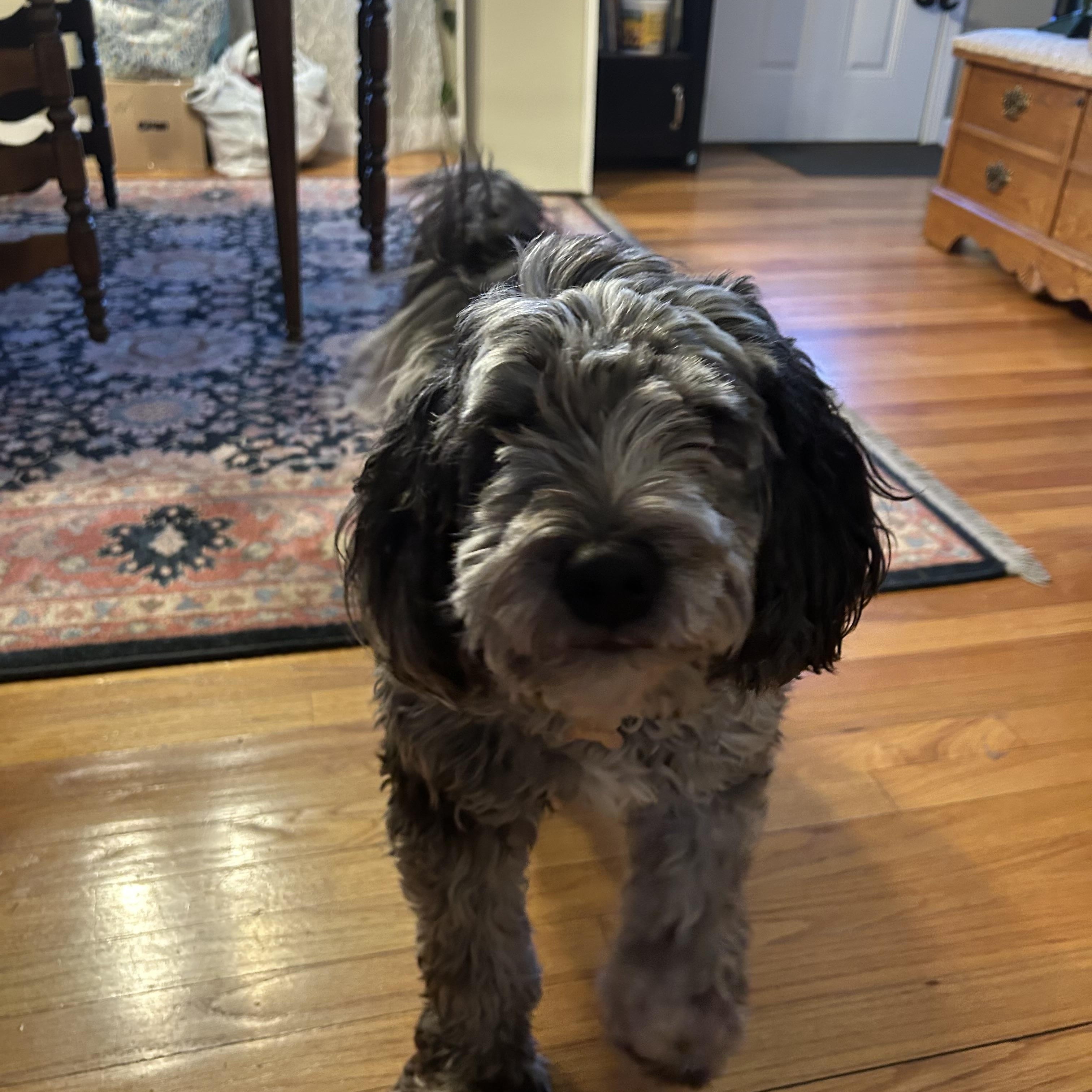 Enlarge Sebi (Sponsored), a ADOPTABLE Aussiedoodle in Plymouth, MA image 2/3