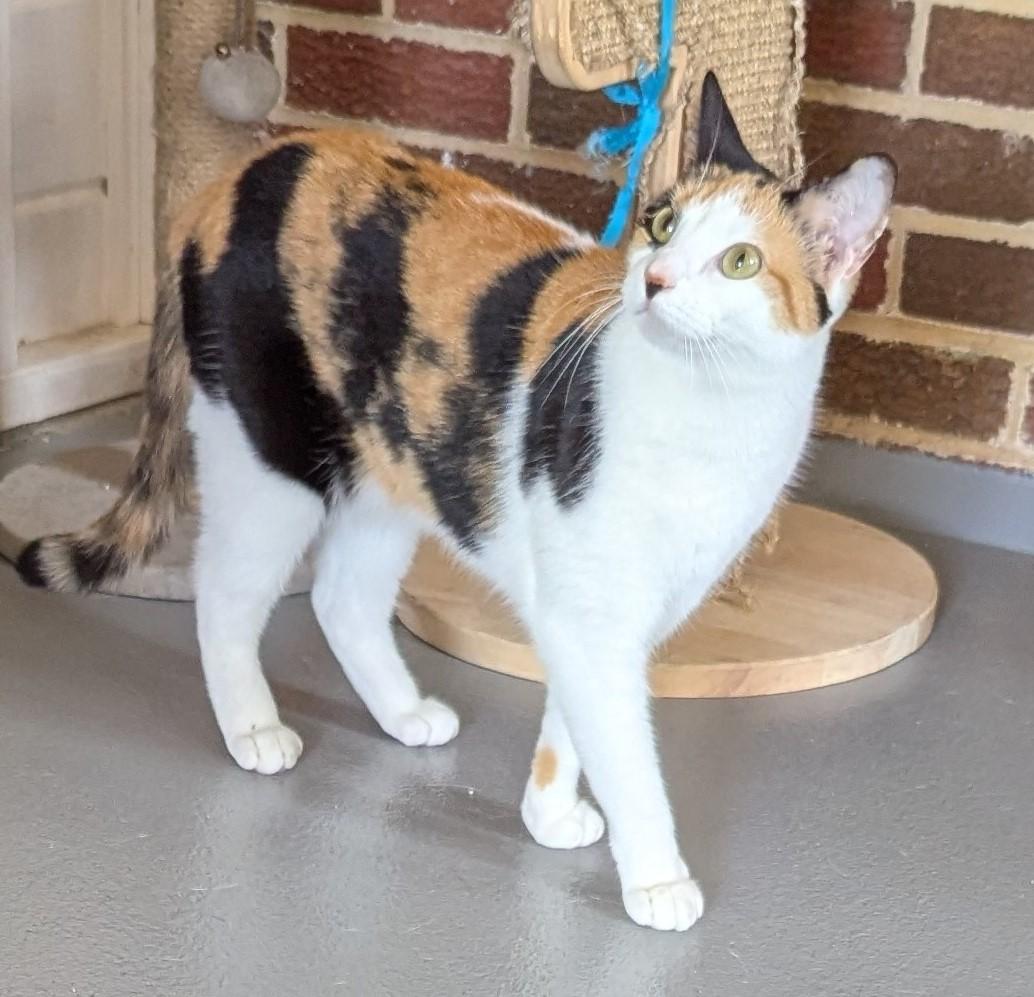 Enlarge Cali, a ADOPTABLE Domestic Short Hair in Floyd, VA image 1/6