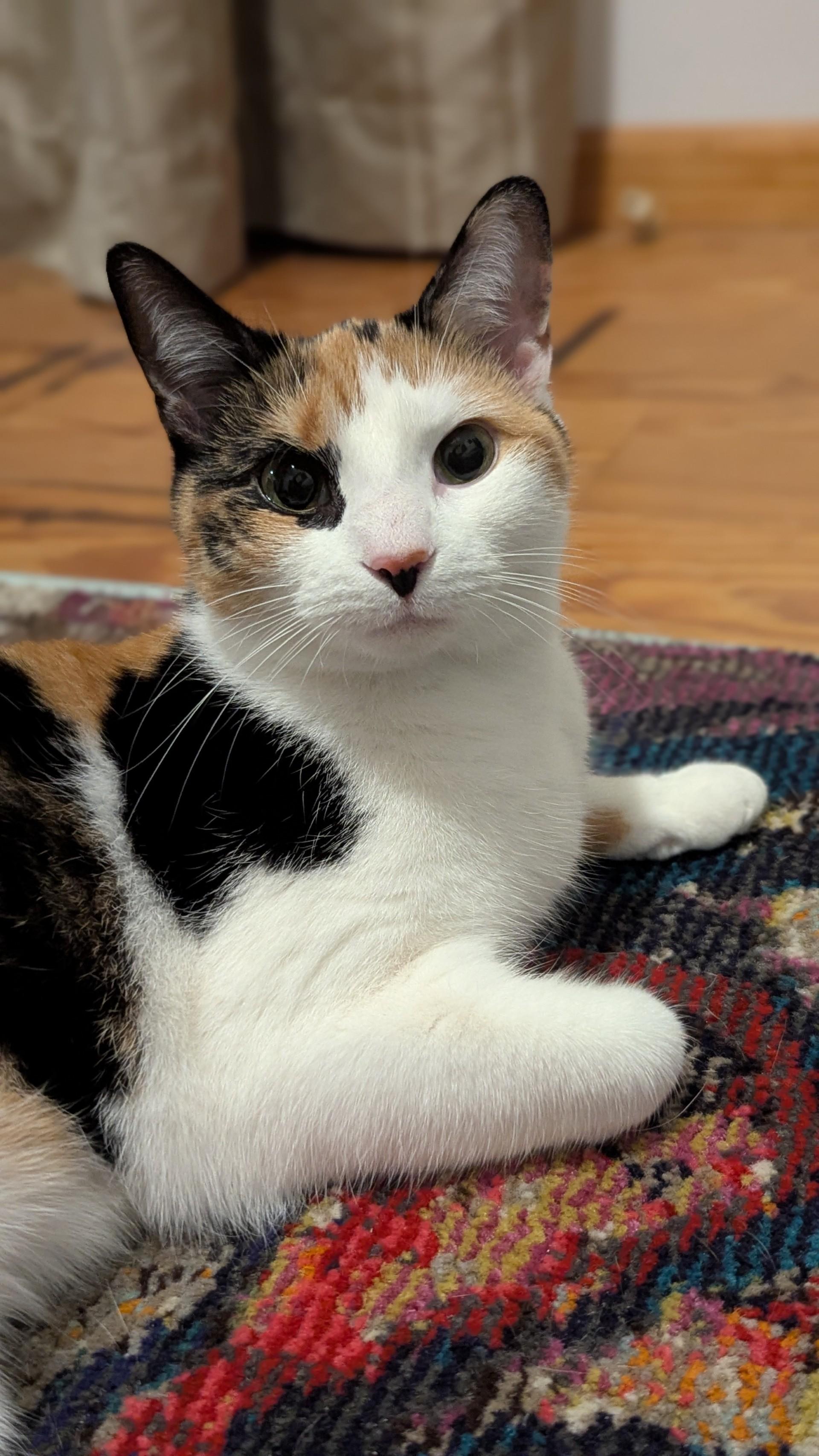 Enlarge Cali, a ADOPTABLE Domestic Short Hair in Floyd, VA image 4/6