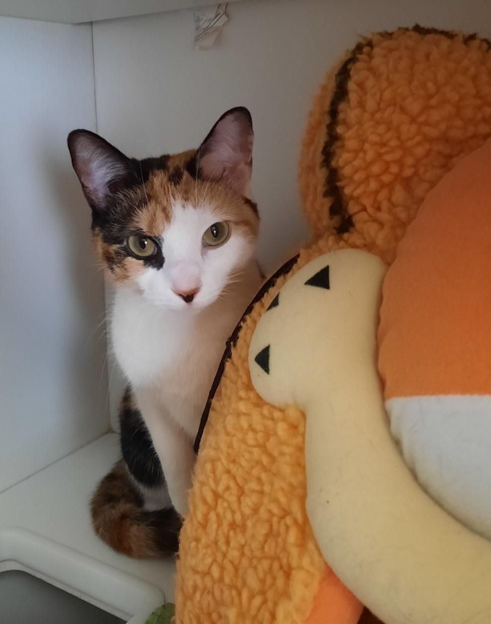 Enlarge Cali, a ADOPTABLE Domestic Short Hair in Floyd, VA image 2/6