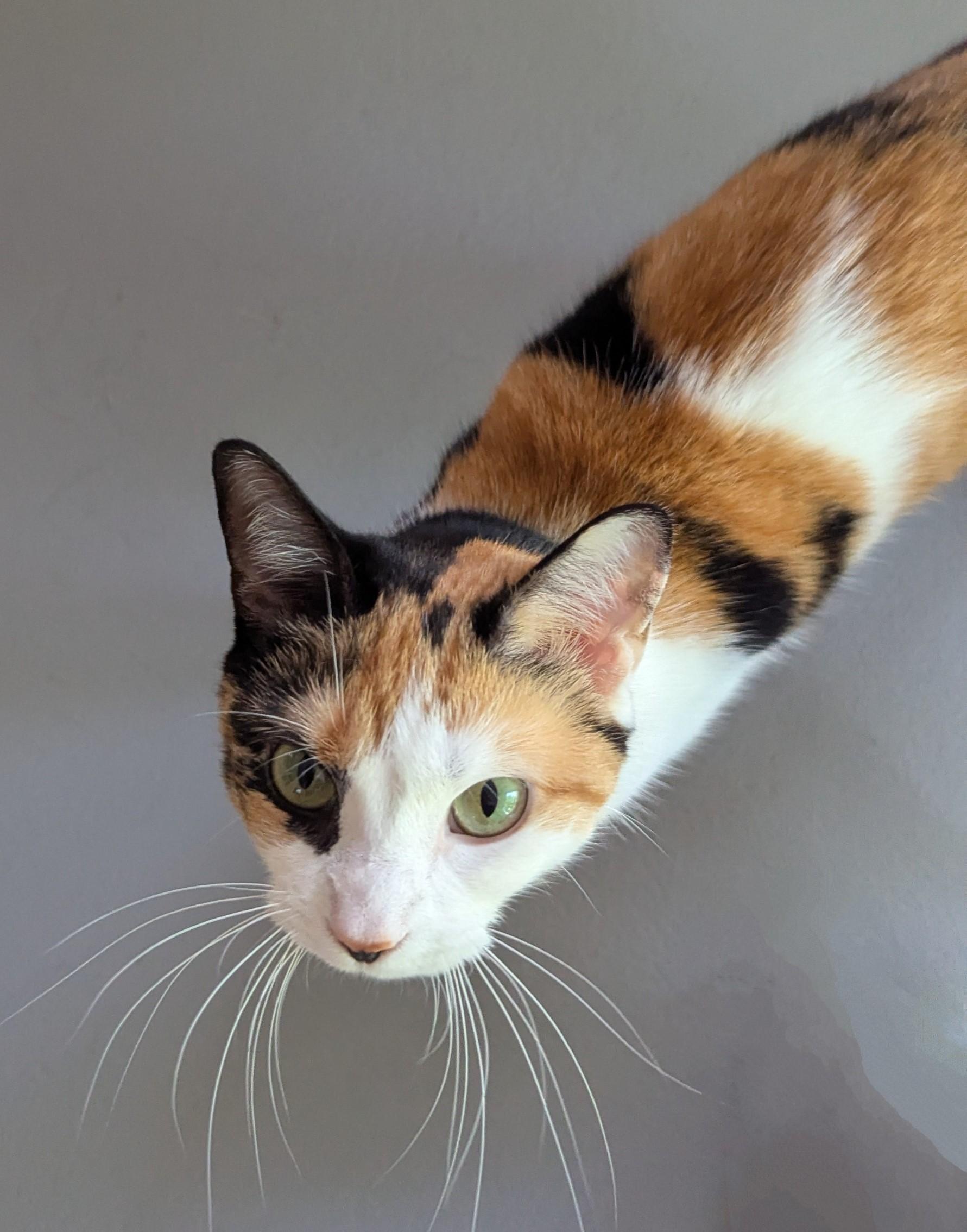Enlarge Cali, a ADOPTABLE Domestic Short Hair in Floyd, VA image 5/6