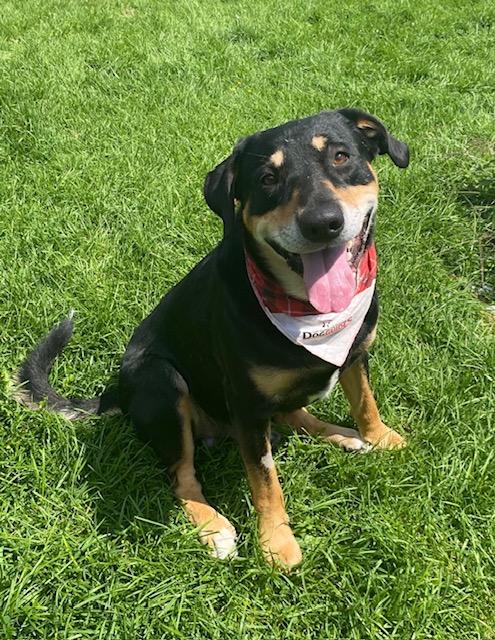 Chandler, ADOPTABLE, Adult Male Rottweiler.