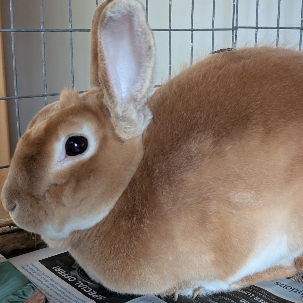 Enlarge Bun Bun, a Adoptable Rex in Thomaston, ME image 1/4