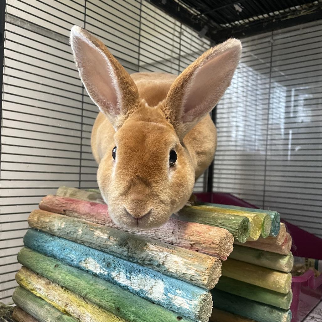 Enlarge Bun Bun, a Adoptable Rex in Thomaston, ME image 2/4