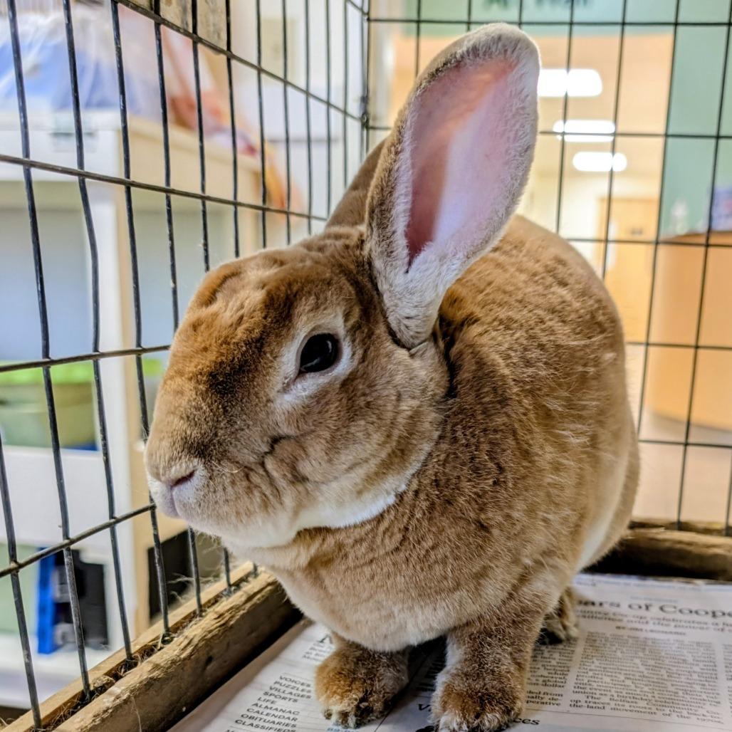 Enlarge Bun Bun, a Adoptable Rex in Thomaston, ME image 3/4
