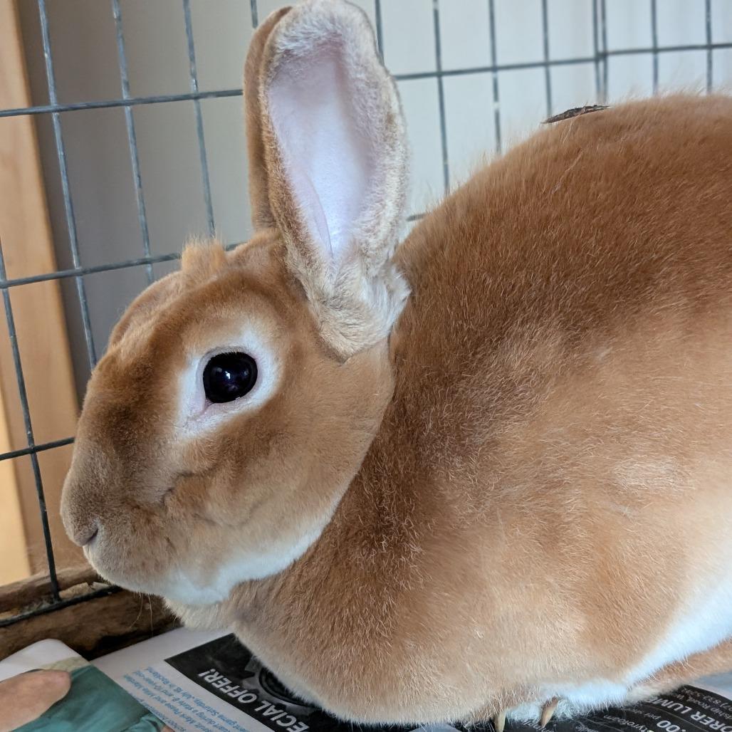 Enlarge Bun Bun, a Adoptable Rex in Thomaston, ME image 4/4