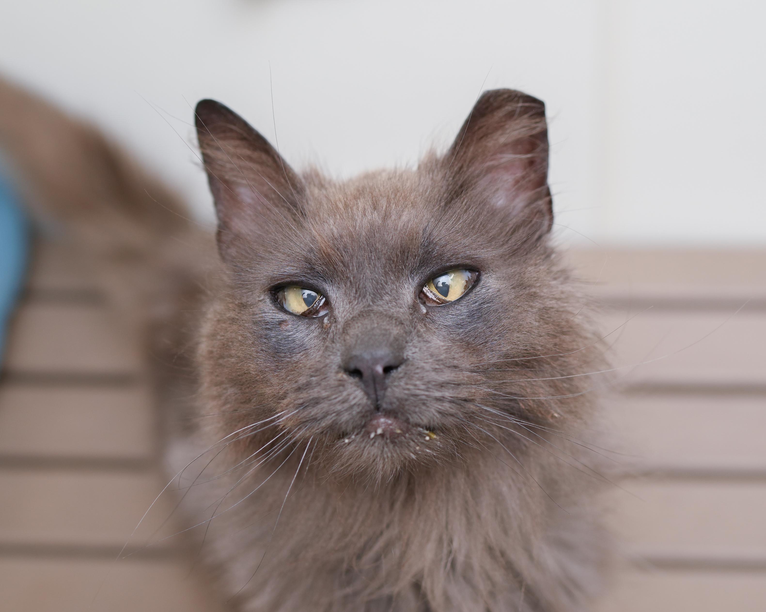 Edgar, an adopted Domestic Long Hair in Boise, ID image 3/3