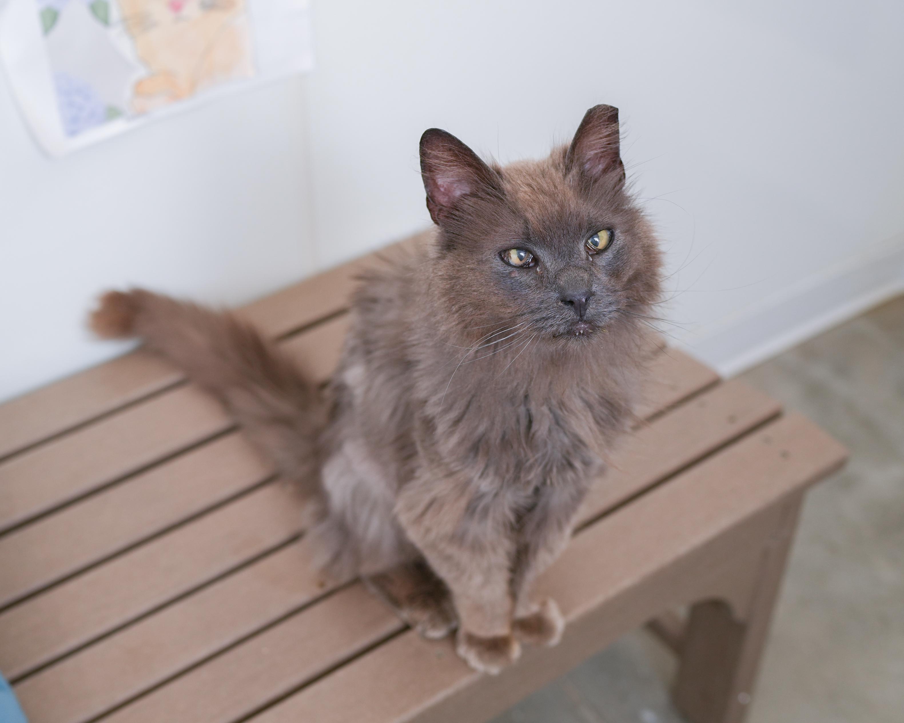 Edgar, an adopted Domestic Long Hair in Boise, ID image 1/3