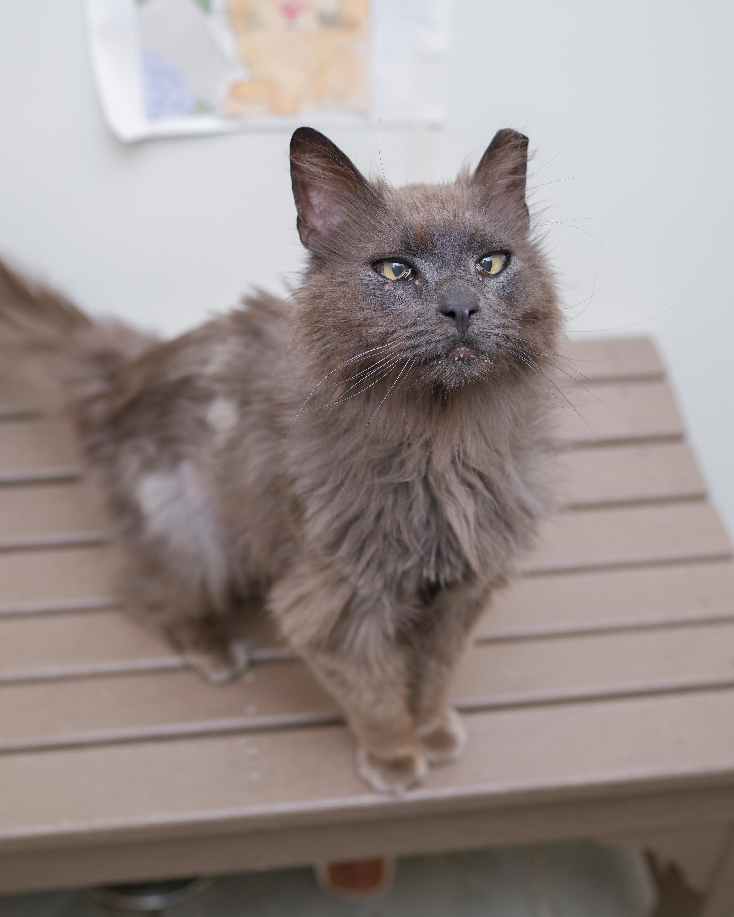 Edgar, an adopted Domestic Long Hair in Boise, ID image 2/3