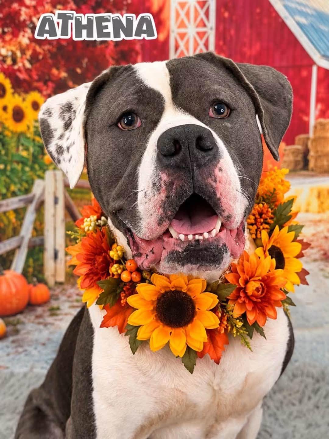 Enlarge Athena, a Adoptable Mixed Breed in Flint, MI image 1/1