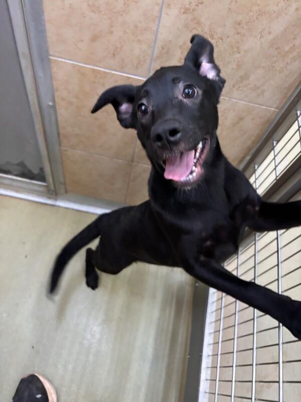 Enlarge Sundance, a Adoptable Mixed Breed in Hobbs, NM image 4/6