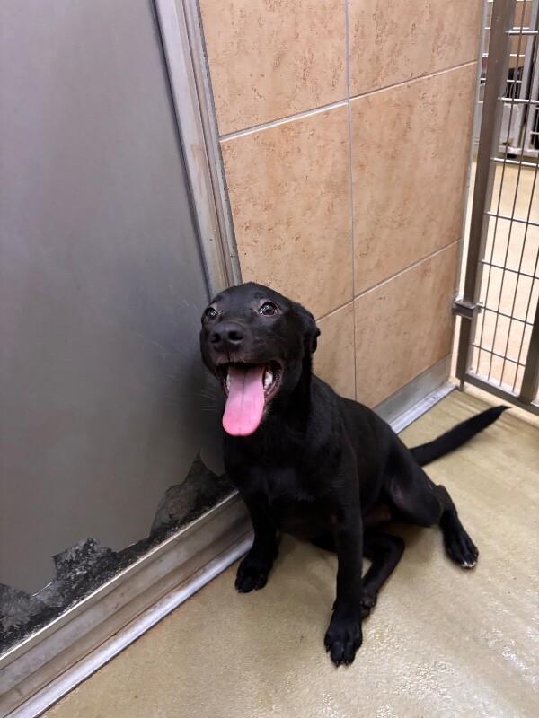 Enlarge Sundance, a Adoptable Mixed Breed in Hobbs, NM image 6/6