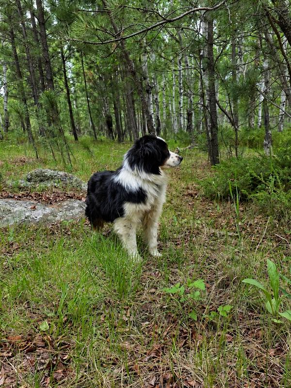 Enlarge 1158 Fiasco aka Ollie, a Adoptable Australian Shepherd in Marion, WI image 2/3
