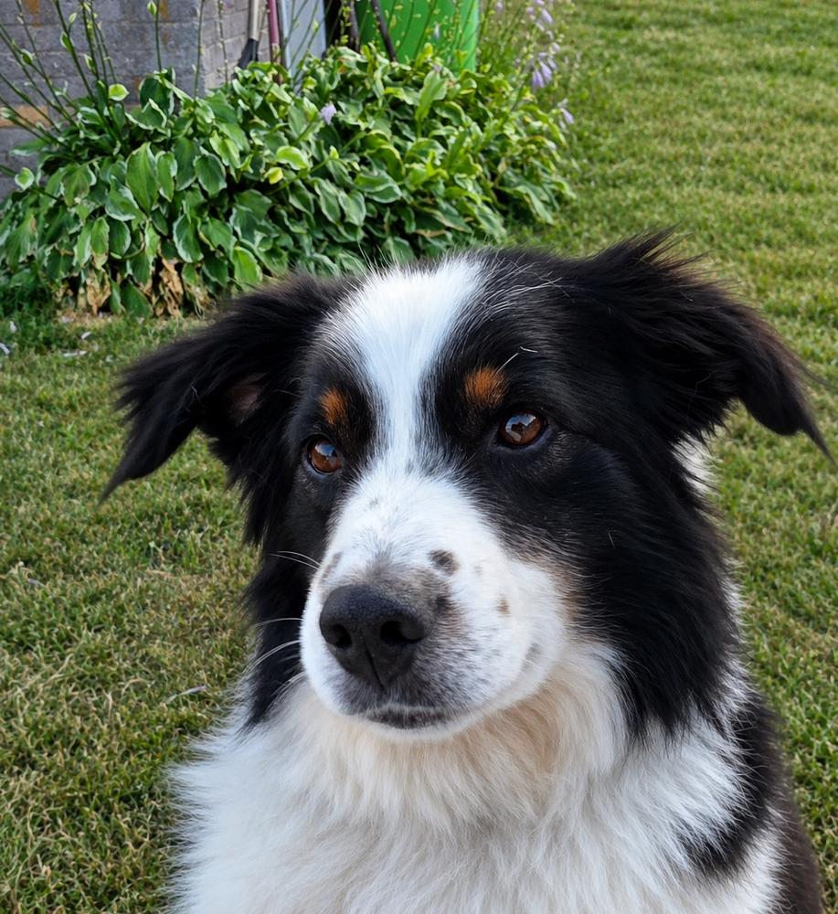 Enlarge 1158 Fiasco aka Ollie, a Adoptable Australian Shepherd in Marion, WI image 3/3