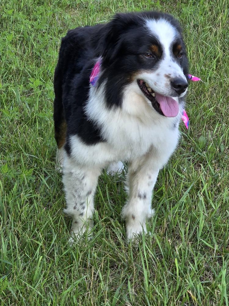 Enlarge 1158 Fiasco aka Ollie, a Adoptable Australian Shepherd in Marion, WI image 1/3
