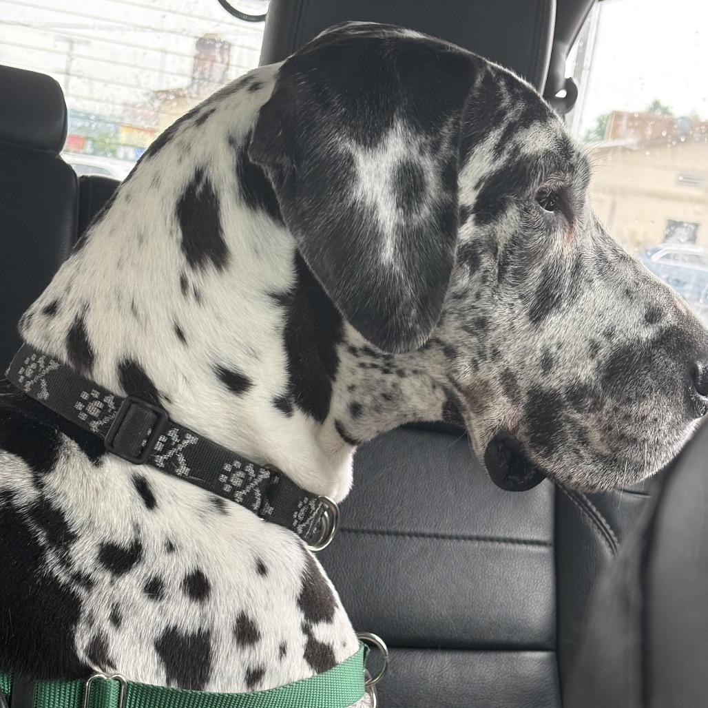 Maeve, Adoptable, Adult Female Great Dane.