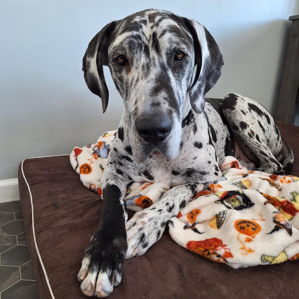 Maeve, a Adoptable Great Dane in Sinking Spring, PA image 2/5